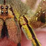 Spinne
