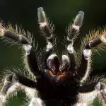 Spinne