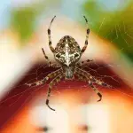 Spinne