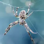 Spinnen-Invasion im Winter