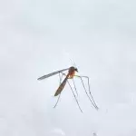 Stechmücken können einen verrückt machen