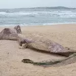 Symbolbild: Ein Seeungeheuer am Strand