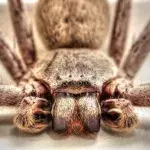 Symbolbild: Spinne Charlotte kämpft um einen besseren Ruf für Spinnen