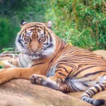 tiger, félin, chat, sauvage, animal, animal de compagnie, nature, predator, dangereux, espèces en voie de disparition, voir
