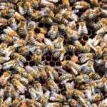 USA: Die Feuerwehr wird wegen eines Bienenstichs gerufen – vor Ort trifft sie auf einen Schwarm von 40.000 Bienen!