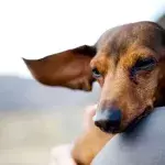 Wegen Umweltverschmutzung: Männer und Hunde leiden unter der gleichen Dysfunktion
