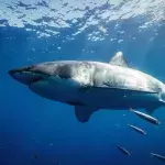 Weißer Hai, Deep Blue