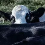 Weniger Fleischkonsum