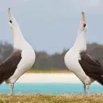Zwei Albatrosse schauen in den Himmel