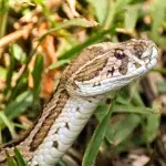 Zweiköpfige Schlange in Indien entdeckt!