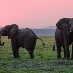 Herzzerreißend: Das macht ein Elefant, bevor er stirbt