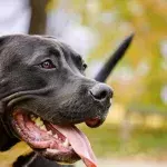 Hund, gefährlich, Statistik, Studie