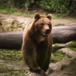 mammifère, faune, la nature, animal, sauvage, prédateur, parc, fourrure, grizzly bear, grand, zoo, majestic, dangereux, magnifique, ours, ours, ours, ours, ours, ours
