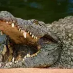 Monster-Kreatur: Mit 120 Jahren ist Cassius das weltweit längste Krokodil in Gefangenschaft (Video)