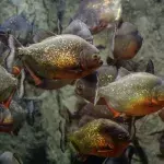 Piranhas, Angriff, tödlich, blutrünstig