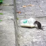 Ratten, Stadt, die meisten Ratten