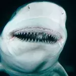 Seltener Albino-Hai geht ins Netz