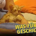 Pokémon GO: Diese Katze konnte durch das Niantic-Spiel gerettet werden!