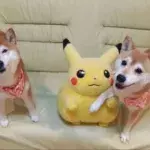 Genial! Dieses Tierheim profitiert vom Pokémon GO-Hype!