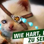 League of Legends: Jüngste Nerfs machen Rengar schwer zu schaffen