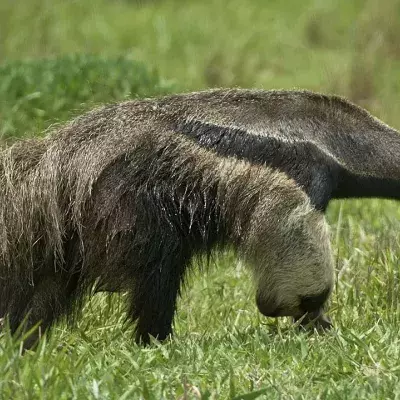 Aus traurigem Grund ist der Große Ameisenbär gefährlicher als erwartet