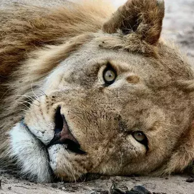 Ausgehungerte Löwen im Zoo: Aktivist schenkt nun erste Hoffnung