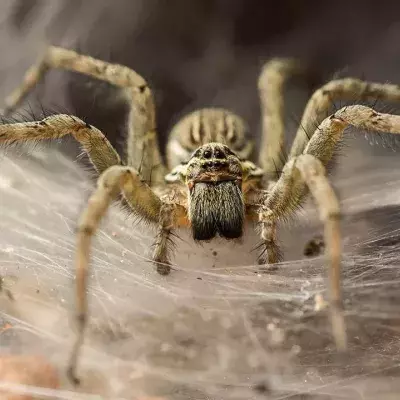 Australien: Eine Riesenkrabbenspinne frisst ein Beuteltier