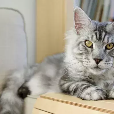 Besitzerin der größten Katze der Welt erschreckt mit diesem gemeinsamen Foto