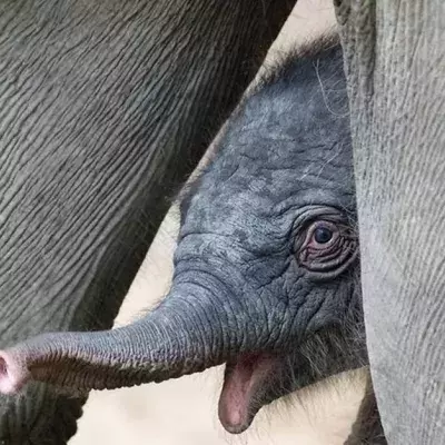 Püppi ist tot nach 10 Tagen! Jetzt stellen sich alle im Zoo diese eine Frage