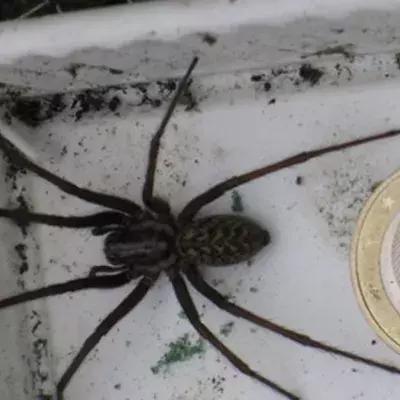 In Deutschland ist die Hauswinkelspinne auf dem Vormarsch