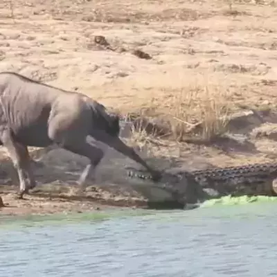 Gnu von Krokodil attackiert: Dann eilt ein fremdes Tier zu Hilfe!