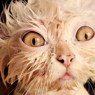 2 Millionen Katzen sollen in Australien mit elendiger Methode getötet werden