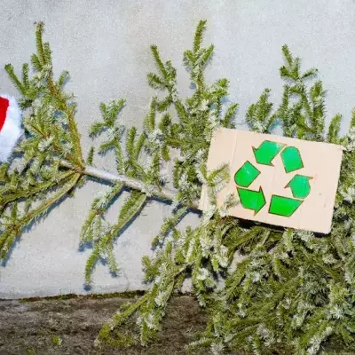Noch nicht entsorgen! Den Weihnachtsbaum nach dem Fest nutzen