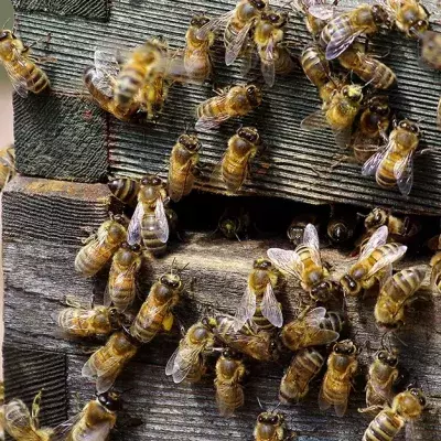 Der Bienenstock in Notre-Dame hat sich beim Brand äußerst spannend verhalten