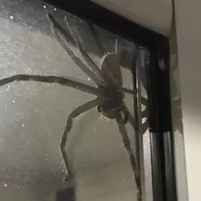 Ein Pärchen trifft in Australien auf eine riesige Spinne