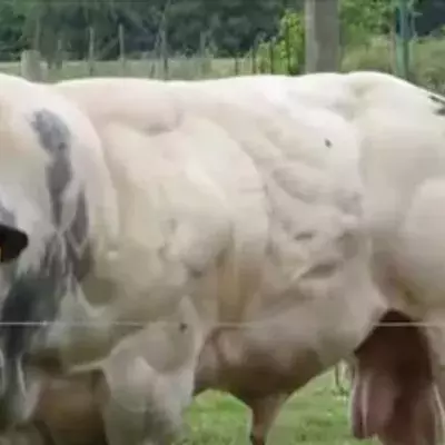 Der Weißblaue Belgier: Der kräftigste Stier der Welt