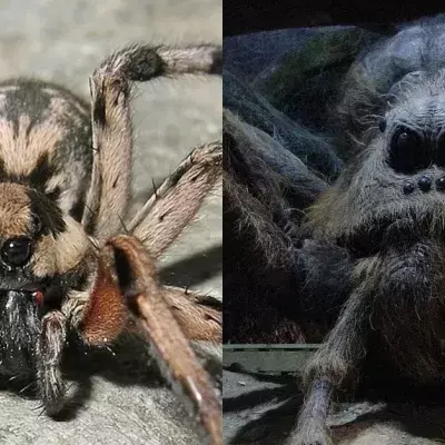 Neue Spinnenart sieht der Aragog aus Harry Potter ähnlich