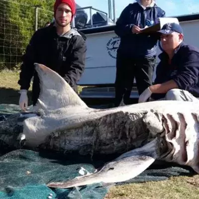 Südafrika: Weiße Haie stranden nach Orka-Angriffen