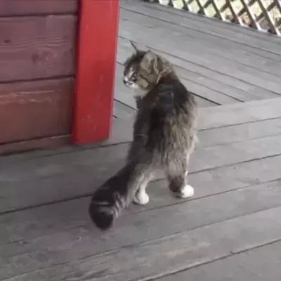 Katze läuft wie ein Pferd