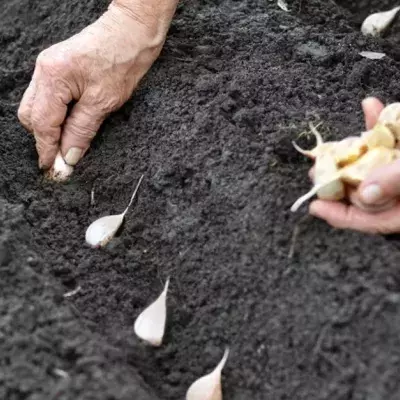 Anleitung: Knoblauch selbst anbauen