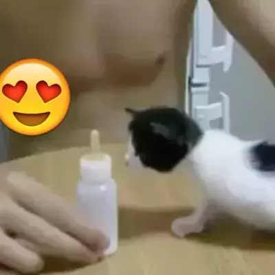 Hungrige Katze wird mit Milch gefüttert