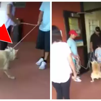 Familie zerrt Hund gewaltsam ins Tierheim