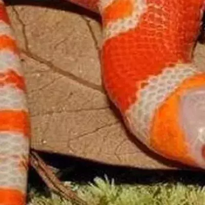 Extrem selten: Diese Schlange jagt allen Menschen wahnsinnige Angst ein