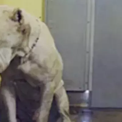 Hund: Nach schweren Misshandlungen endlich im neuen Zuhause