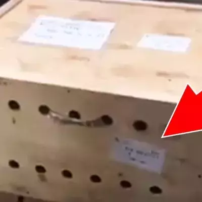 Die Behörden entdeckten drei Tigerbabys in einer am Flughafen herumstehenden Kiste