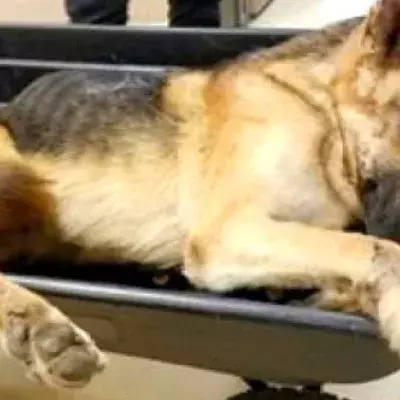 Dieser Schäferhund wird verletzt gefunden und wieder aufgepäppelt