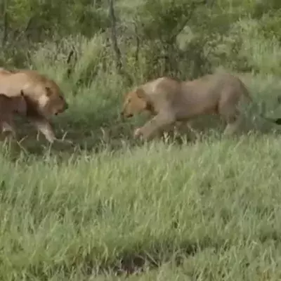Babygnu trifft auf zwei Löwen - da tut einer etwas völlig Unerwartetes! (Video)
