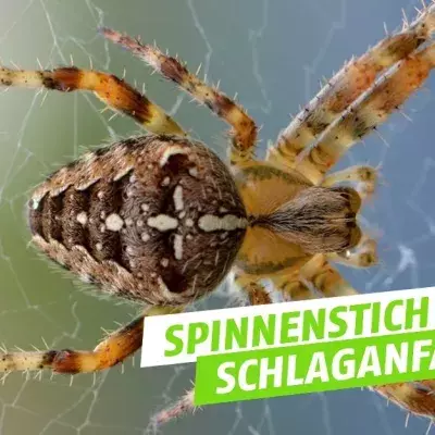 Wie ein Spinnenstich einen Schlaganfall stoppen könnte