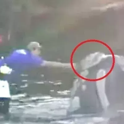 Ein Wal in Not bittet Fischer sichtbar um Hilfe: Was sich dann ereignet, ist beeindruckend (Video)