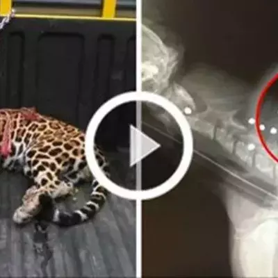 Auf dieses Jaguarbaby wurde mit Schrotkugeln geschossen